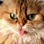 Cat_Got_Your_Tongue-!
