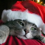 Christmas_Kitten