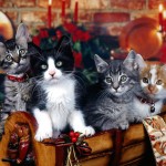 Christmas_Kittens