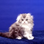 Fluff_and_Fold,_Scottish_Fold