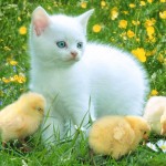 Kitty_and_Chicken_-_a_friends