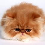 Persian_Cat