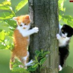 TREE CATS