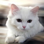 White_Cat